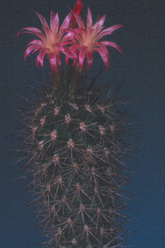 Neoporteria nigria-burriota